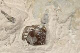 Fossil Running Rhino (Hyracodon) Partial Skull - South Dakota #198197-5